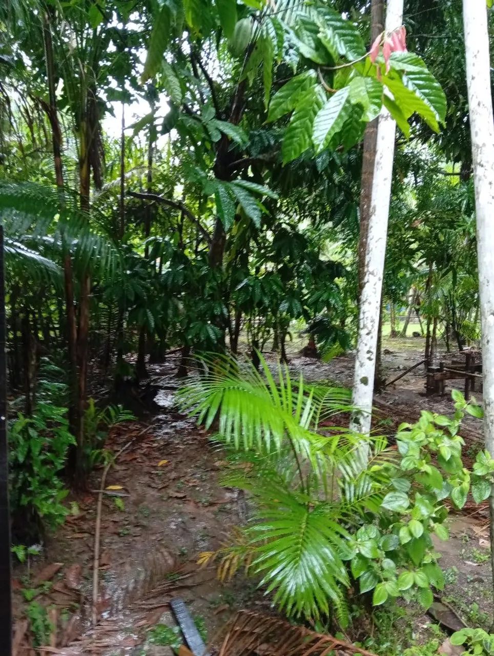 Foto - Belém - Área Rural de Belém
