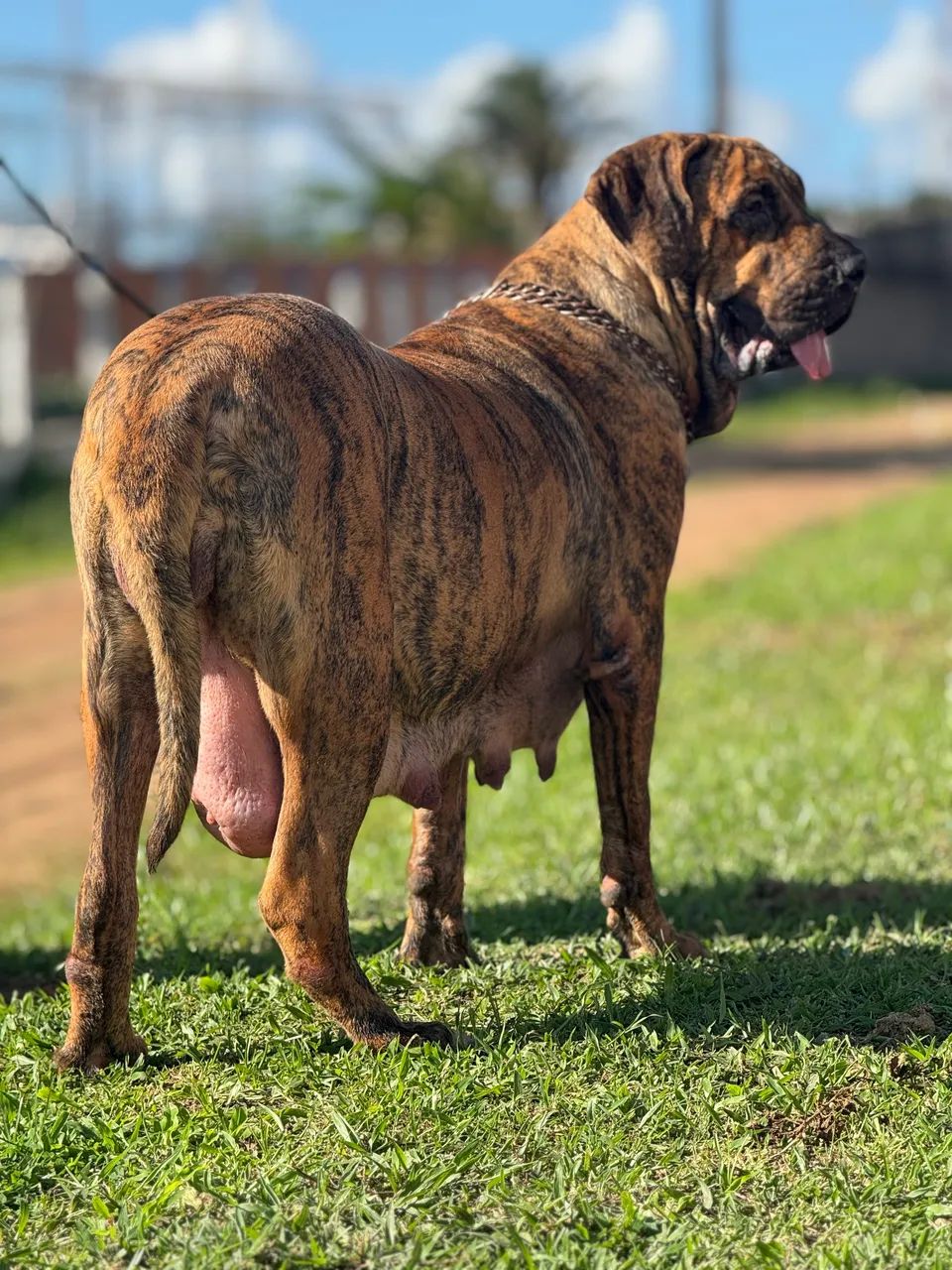 Cachorro  - Foto 5