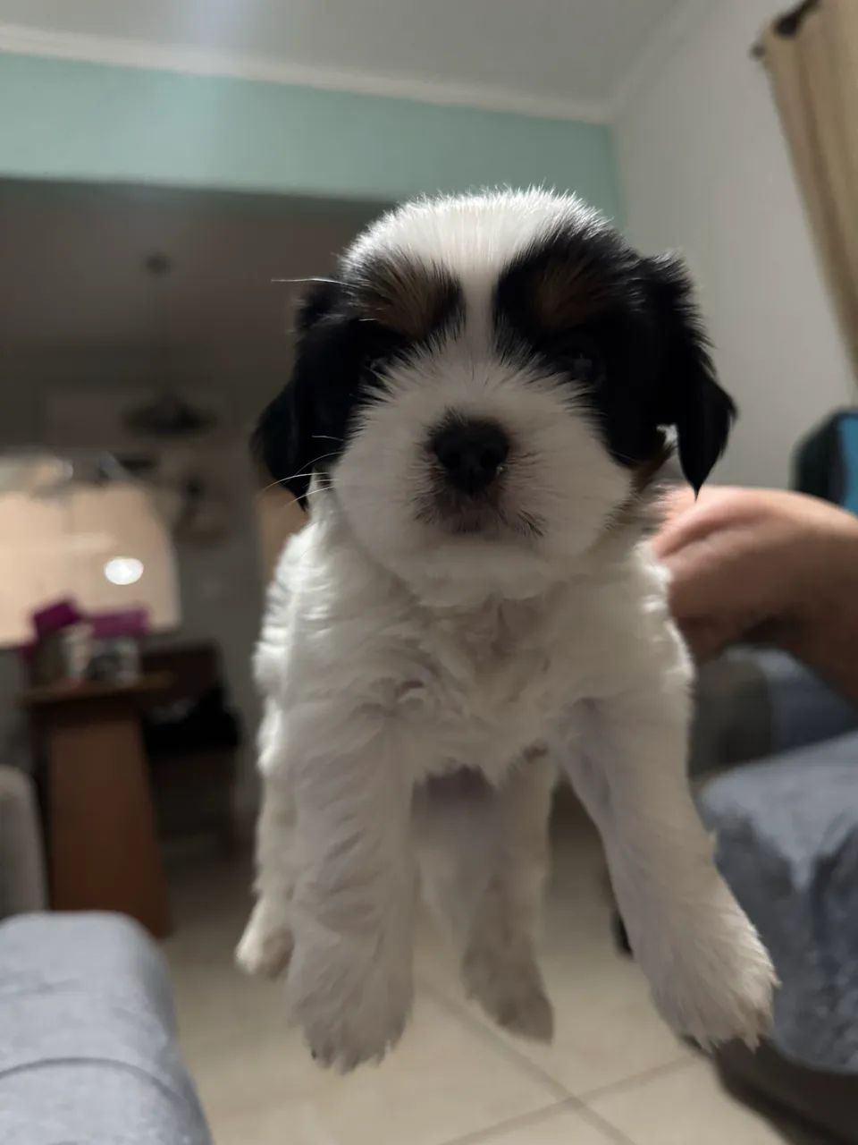 Shih tzu - Foto 2