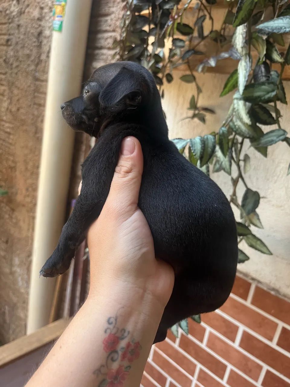 Pinscher Macho e Fêmeas Zero - Foto 2