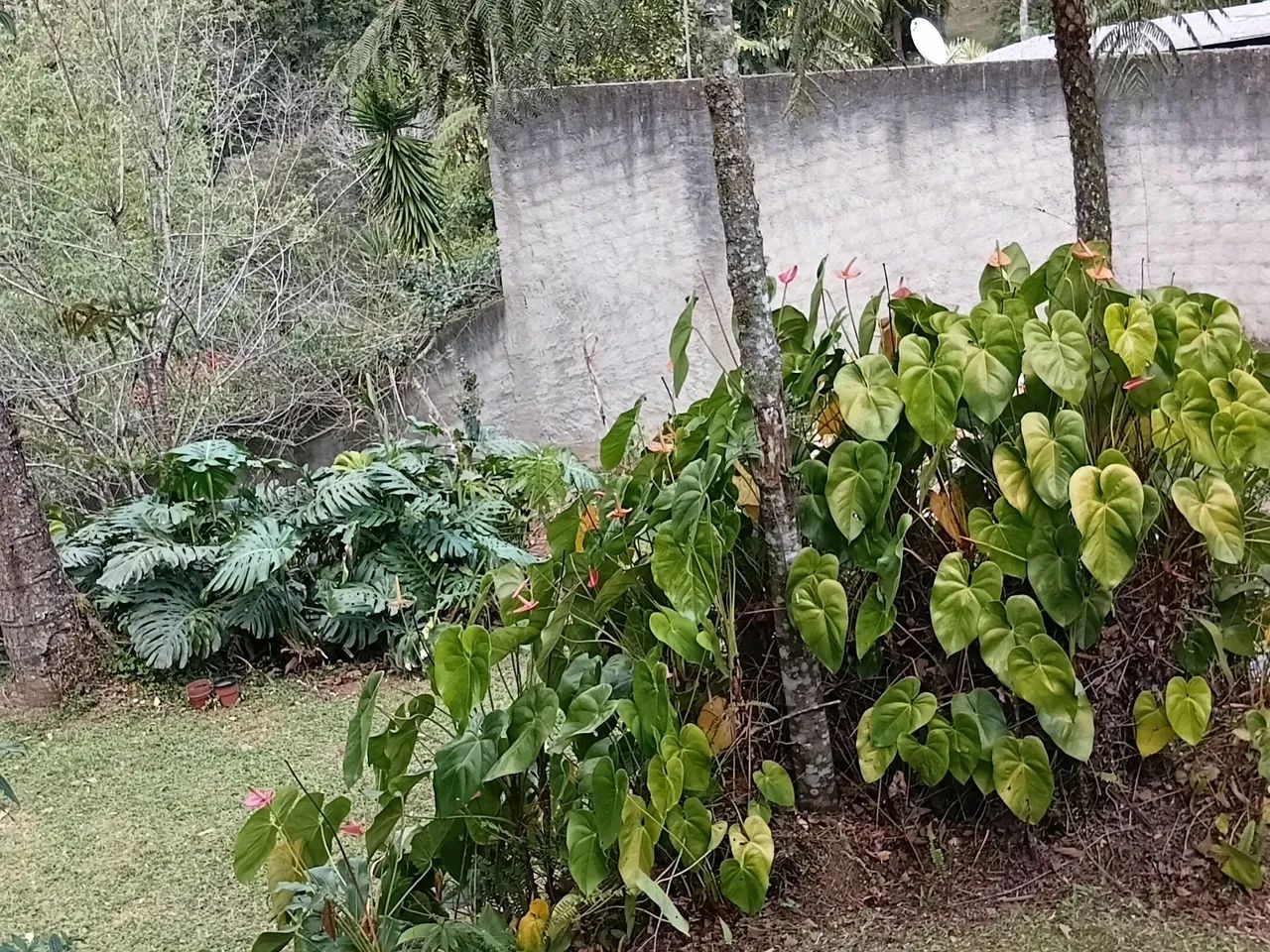 limpeza de terreno profissional  - Foto 3