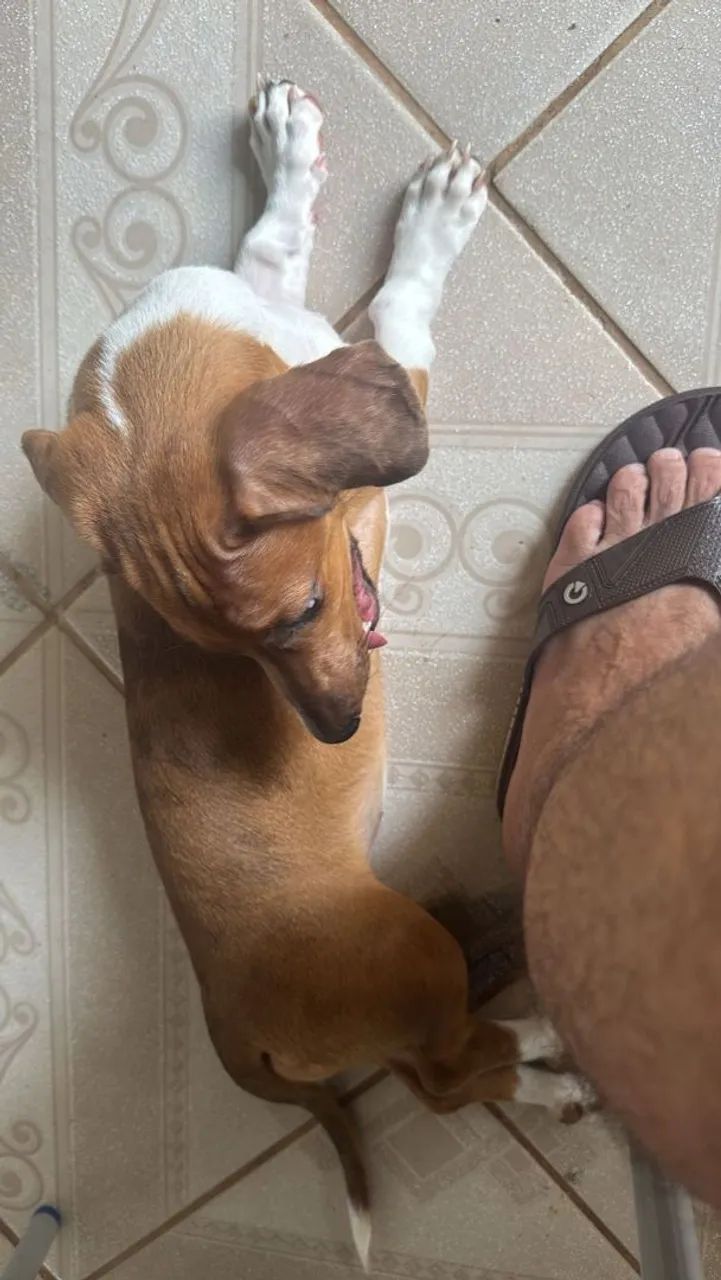 Cofape femea 5 meses  - Foto 4