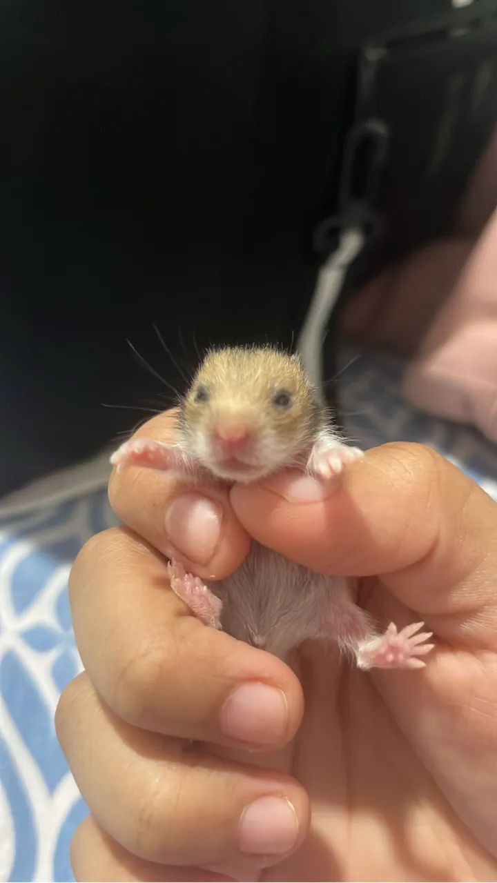 Filhotes de Hamster Sírio 