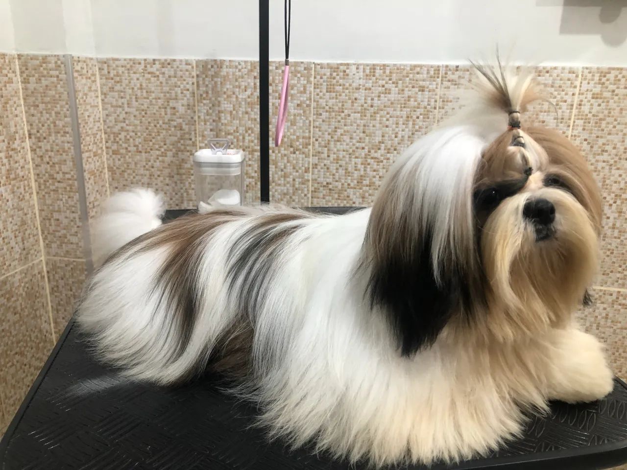 Shih tzu Macho  - Foto 3