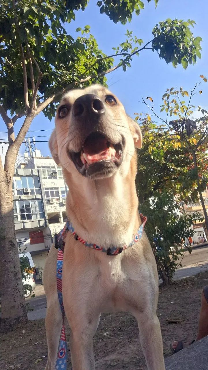 Cachorro para adoção responsável!! - Foto 3