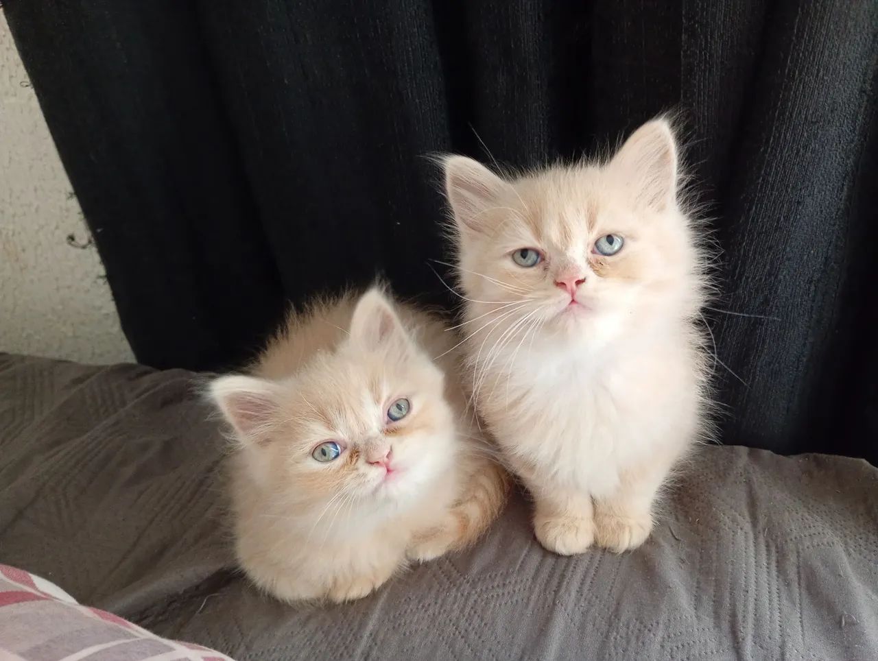 Gato - Foto 4