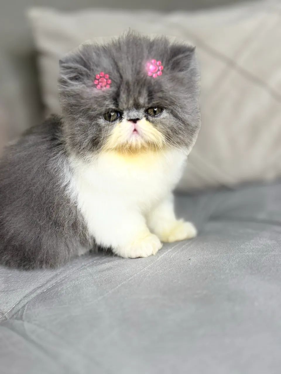 Gato persa - Foto 5