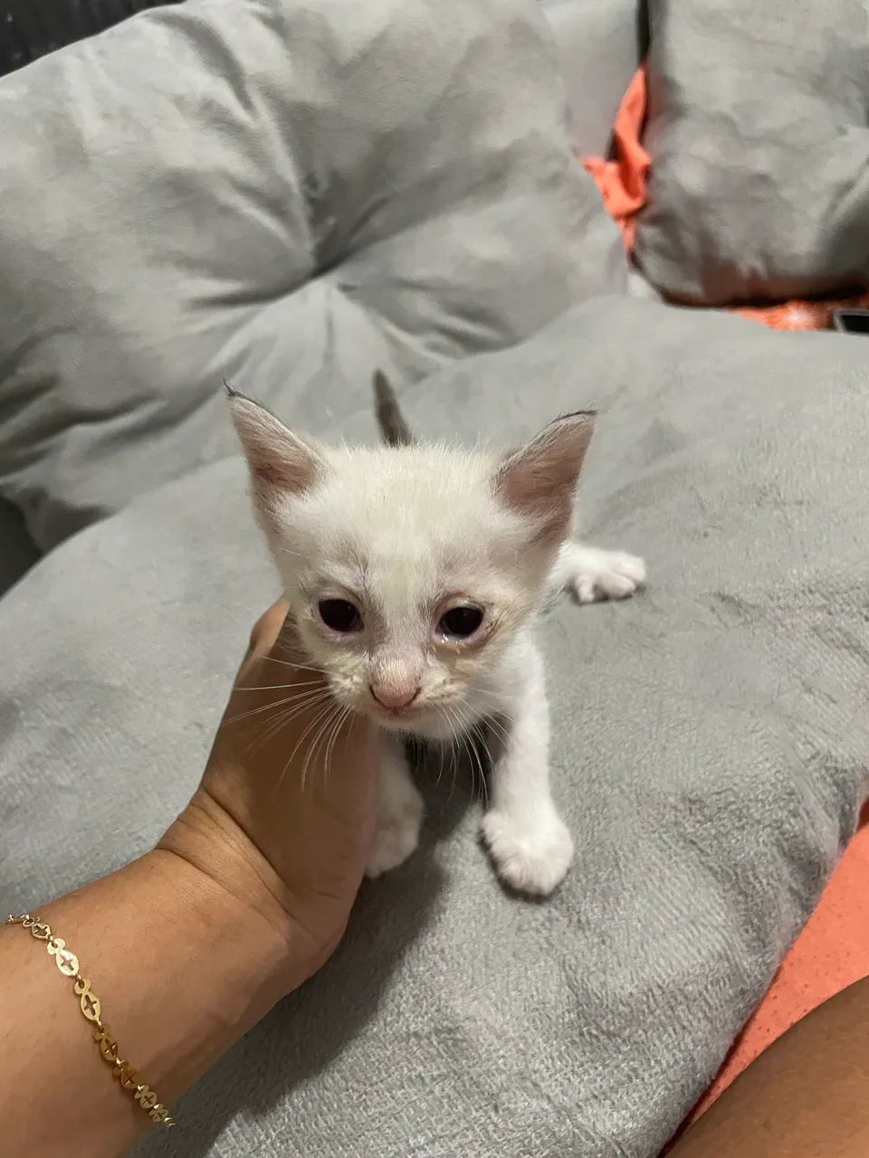 Gatinhos para adoção  - Foto 3