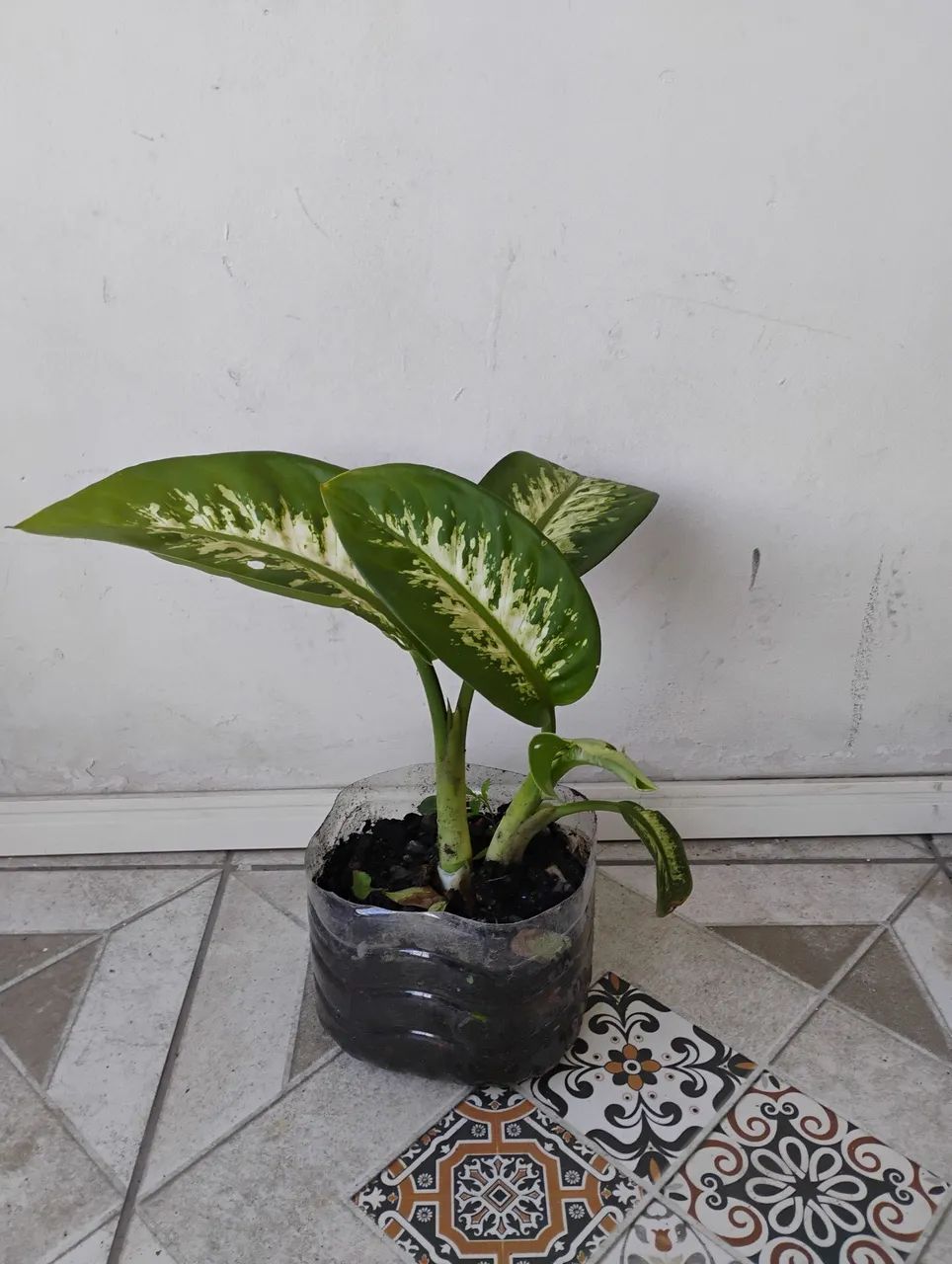 Planta comigo ninguém pode 30 cm - Foto 3