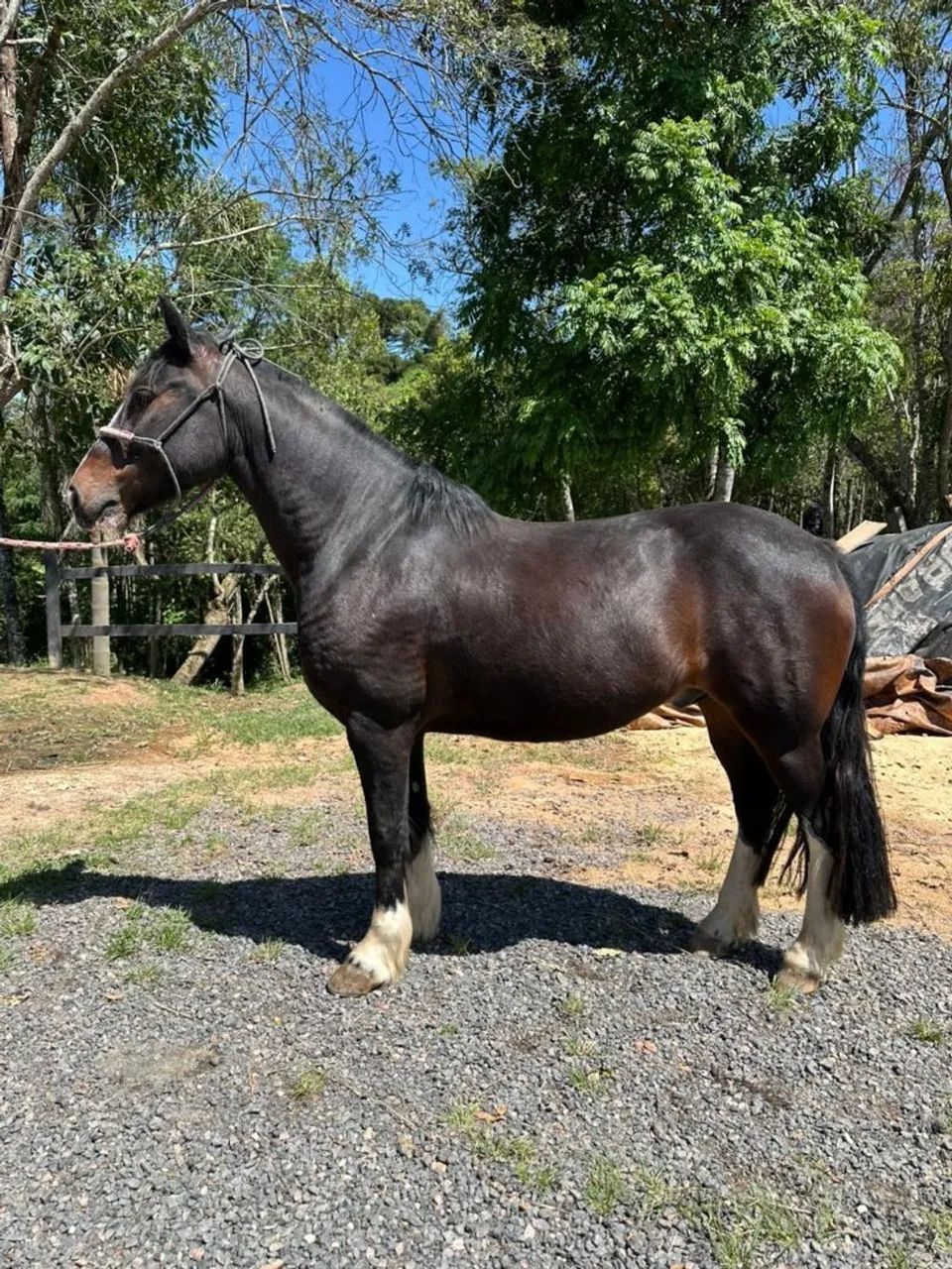 Cavalo
