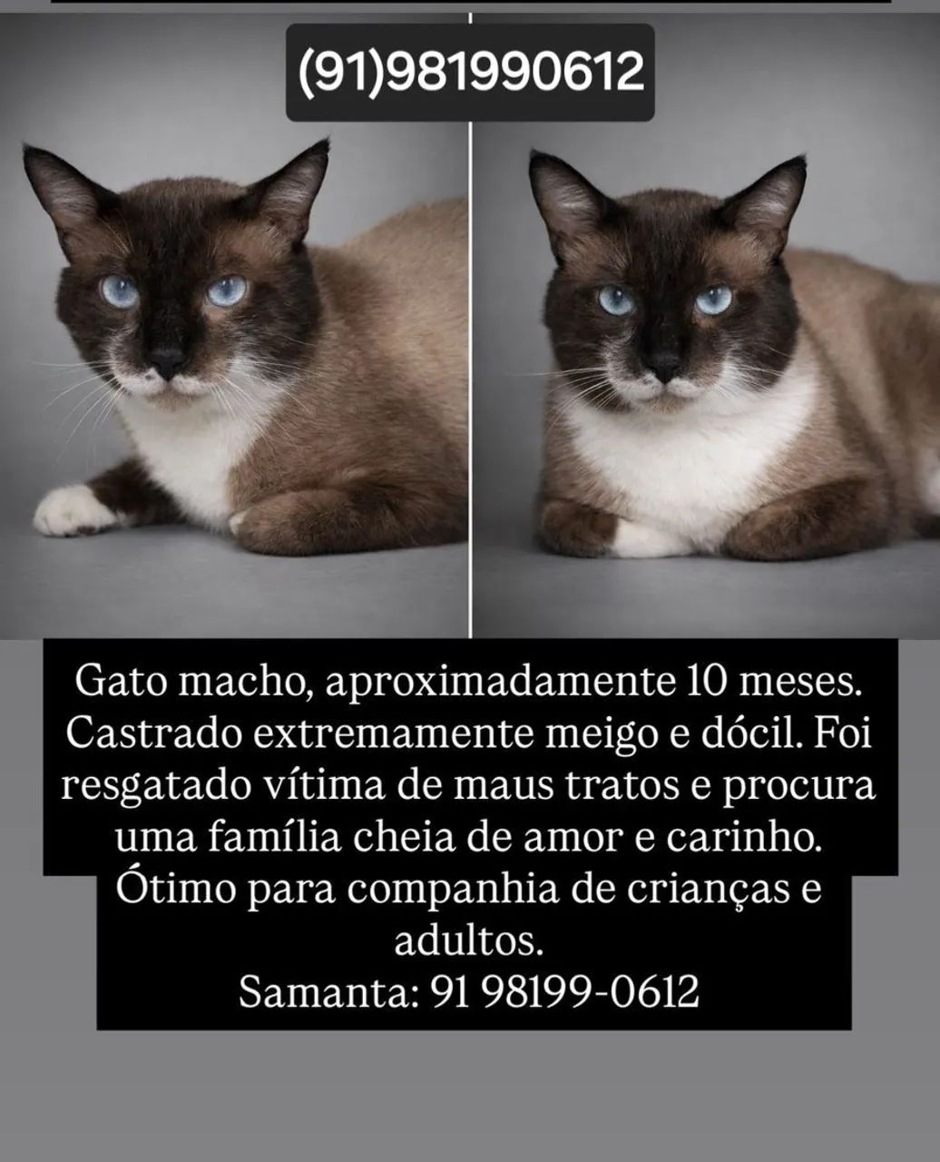 ADOÇÃO RESPONSÁVEL.