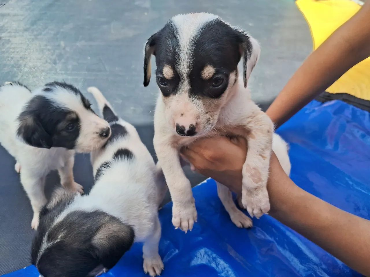 Doação Responsável  - Foto 3