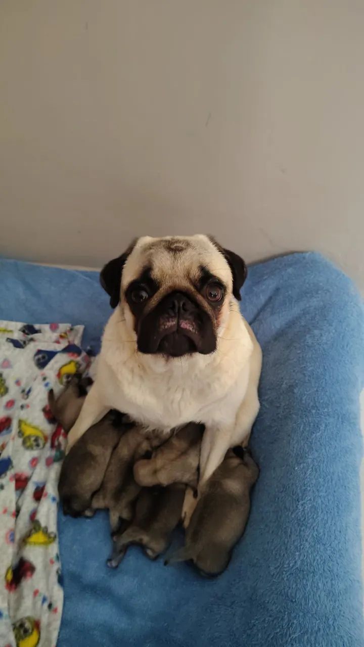 Pugs - Foto 4