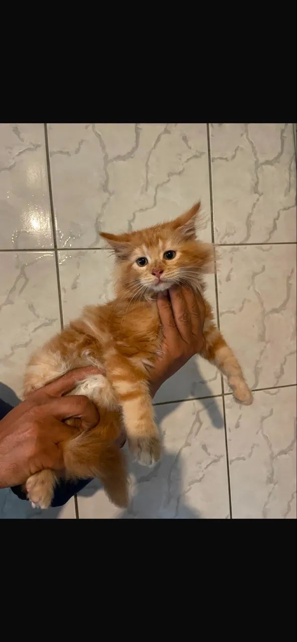 Maine Coon