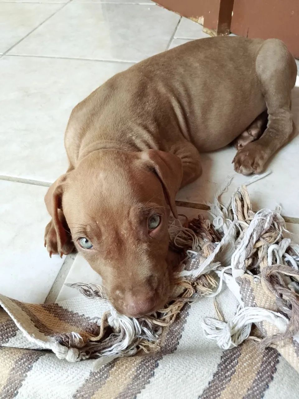 Filhotes de Pitbull  - Foto 4