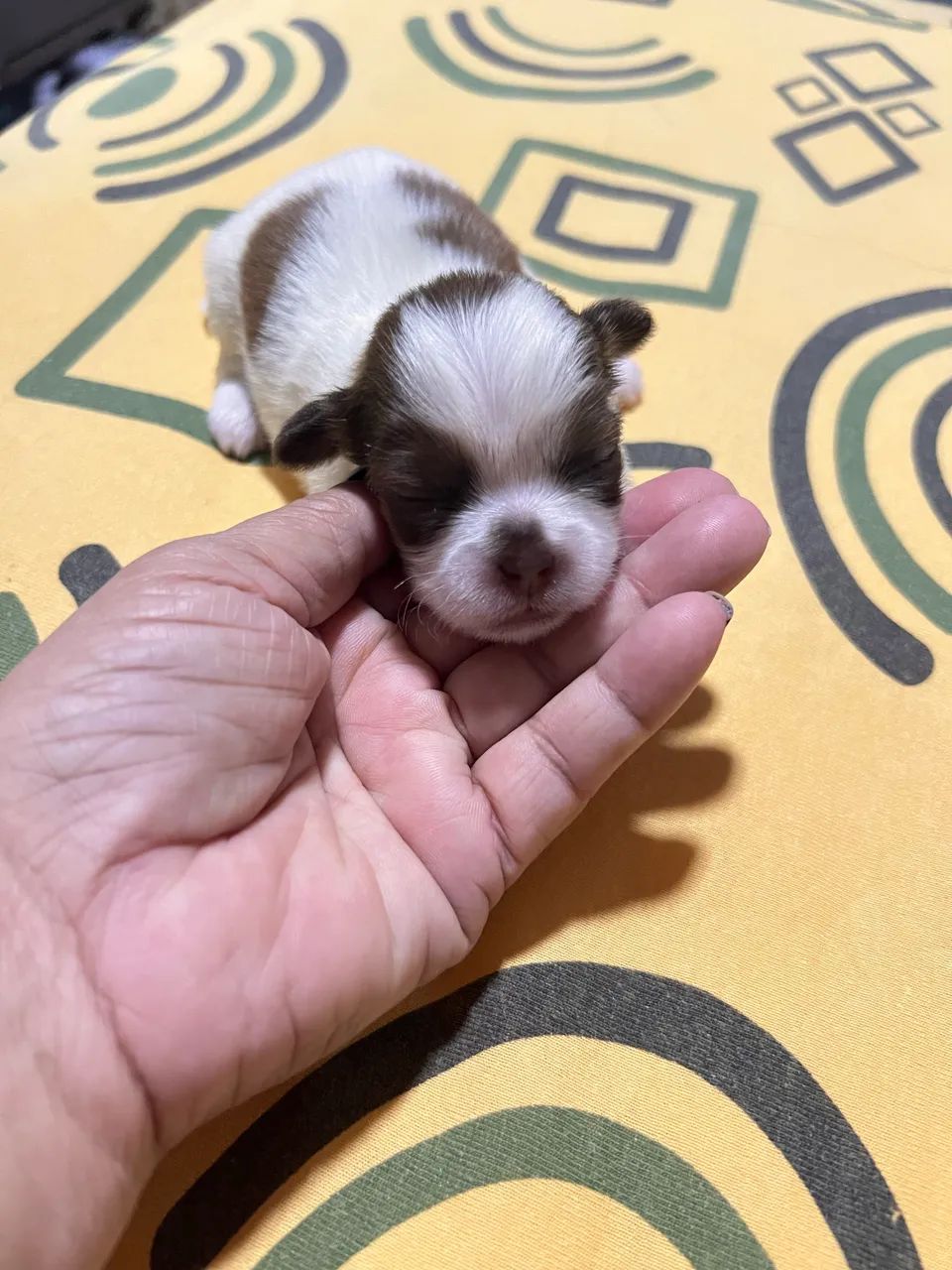 filhotes de shih tzu, tem um com chocolate e com fígado - Foto 3