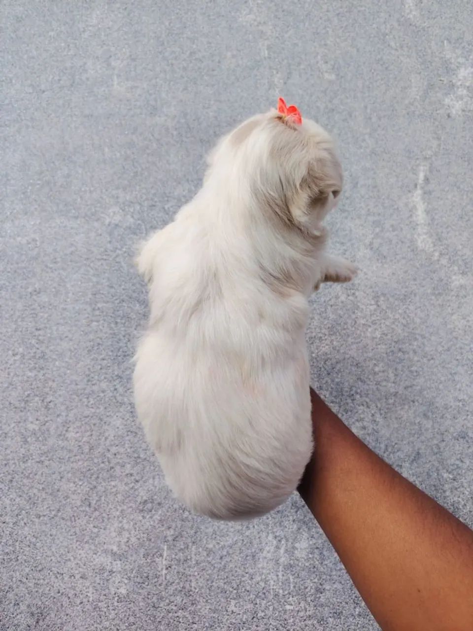Maltês macho e fêmea  - Foto 4