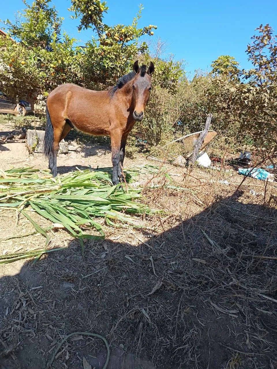 Potro picada  - Foto 2