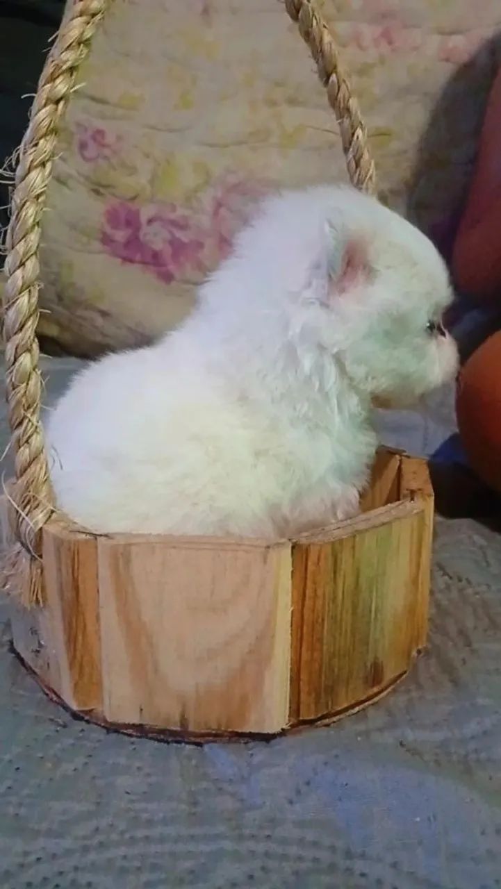 Lulu Pomerânia  - Foto 3