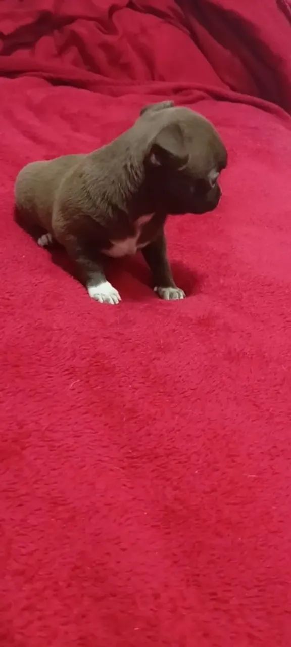 Chihuahua 