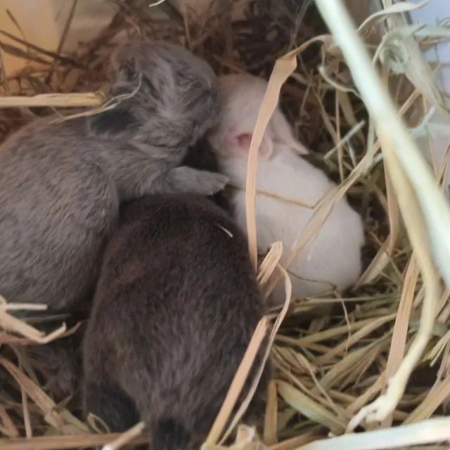 Pet