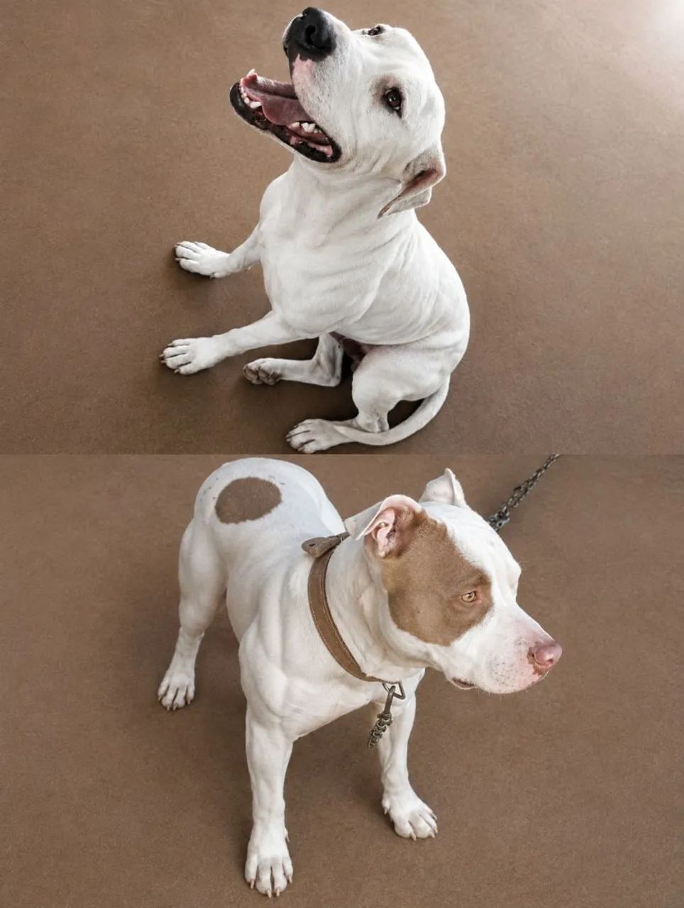 Filhotes Pit bull