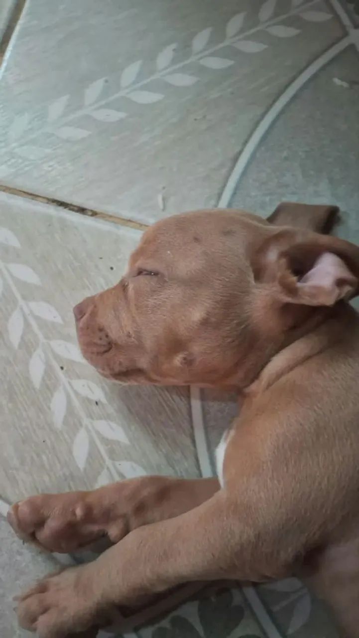 Vendo American Bully - Foto 3