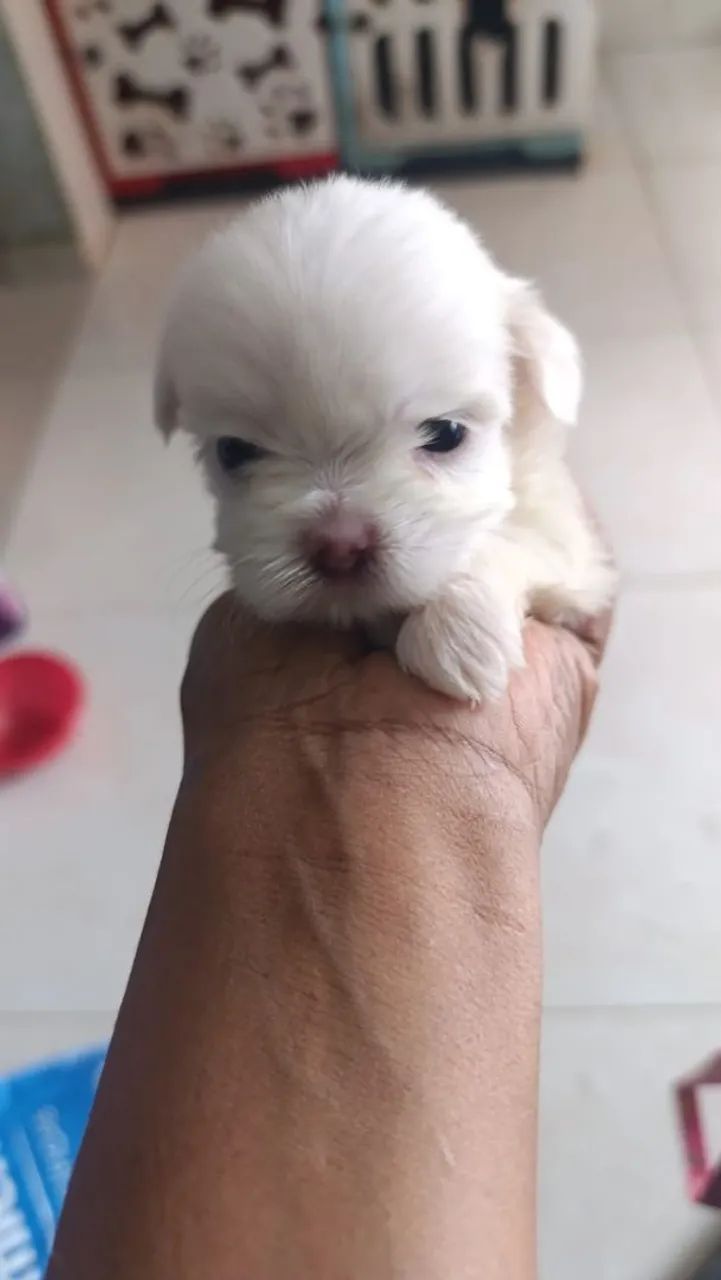 Cachorro várias raças  - Foto 4