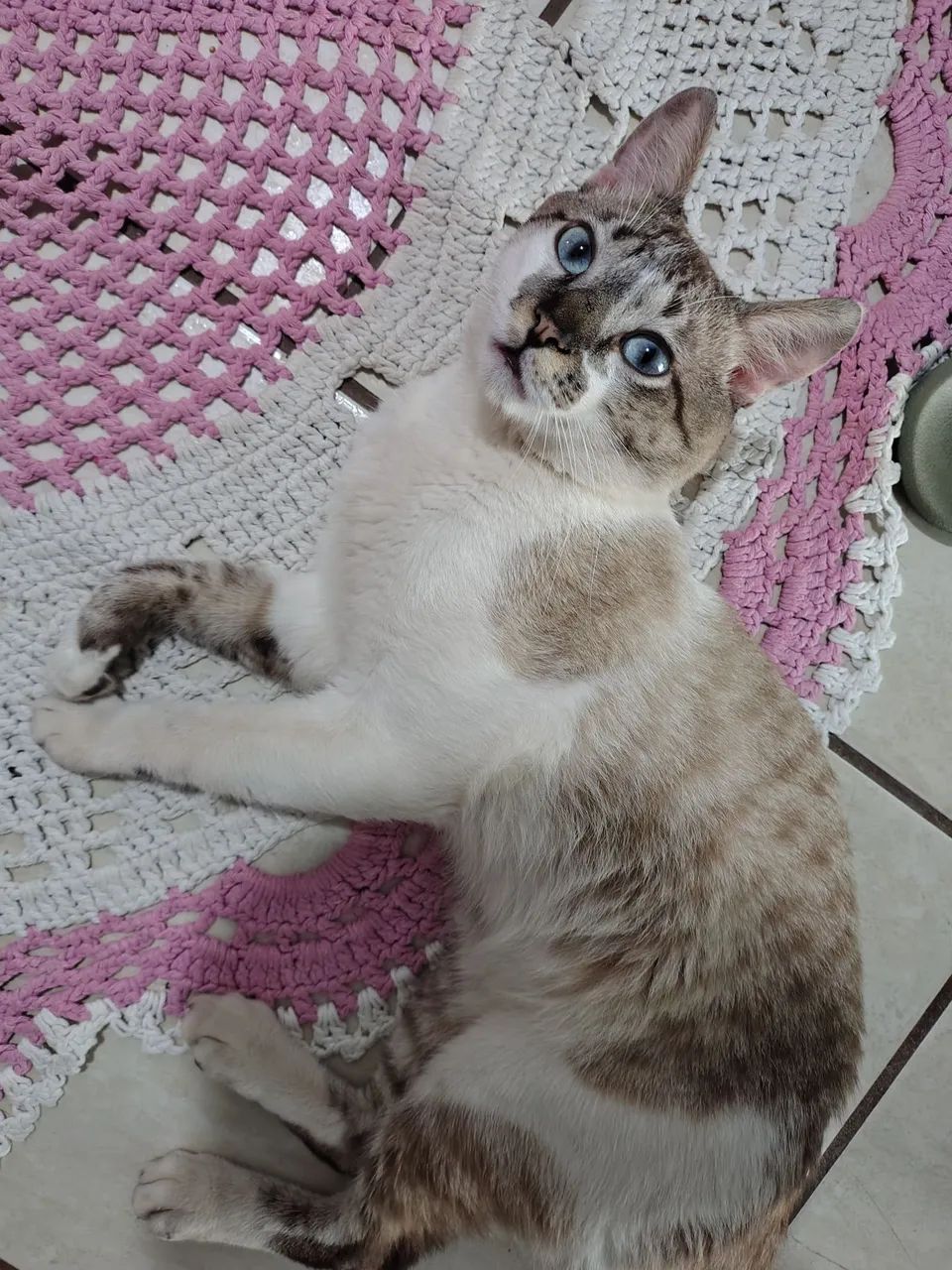 Doa-se gato  - Foto 2