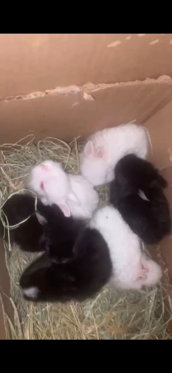 LINDOS BEBE