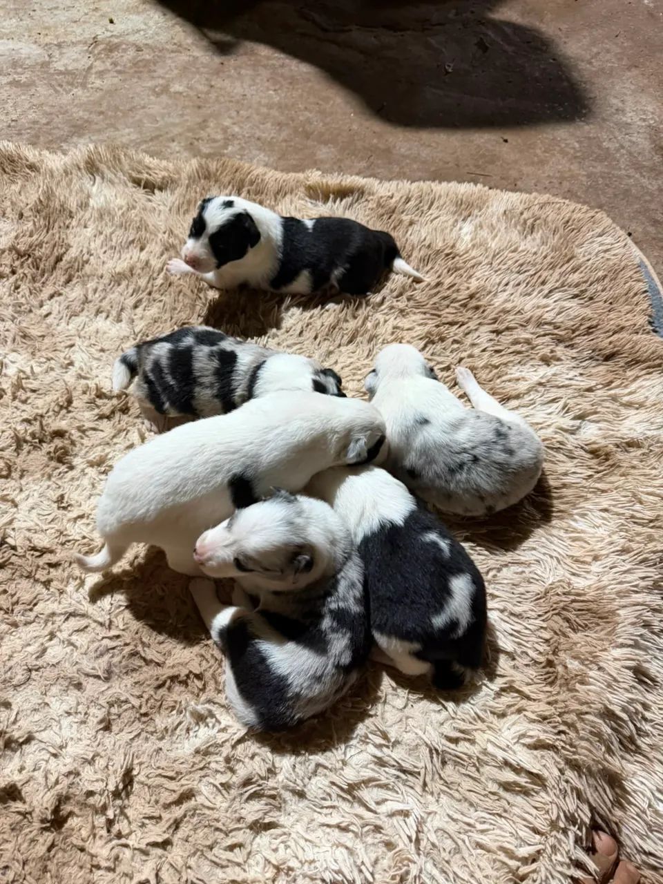 Border Collie - Foto 5