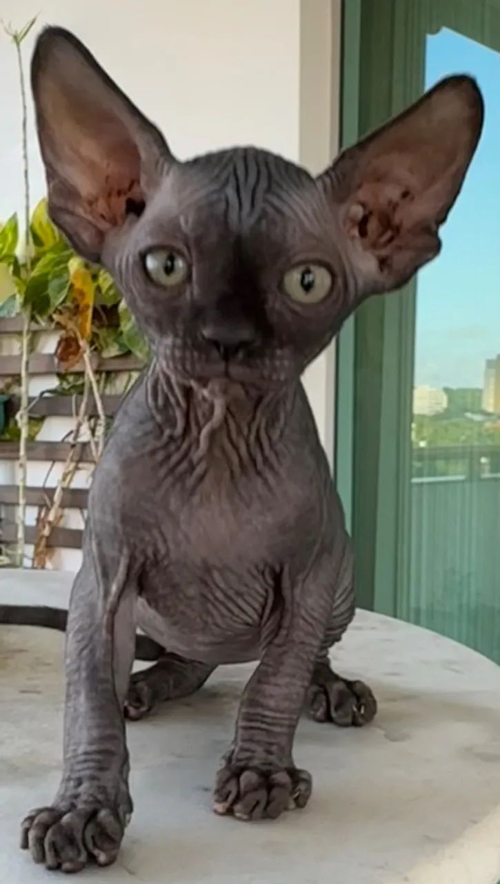 Gatos Sphynx - Foto 5