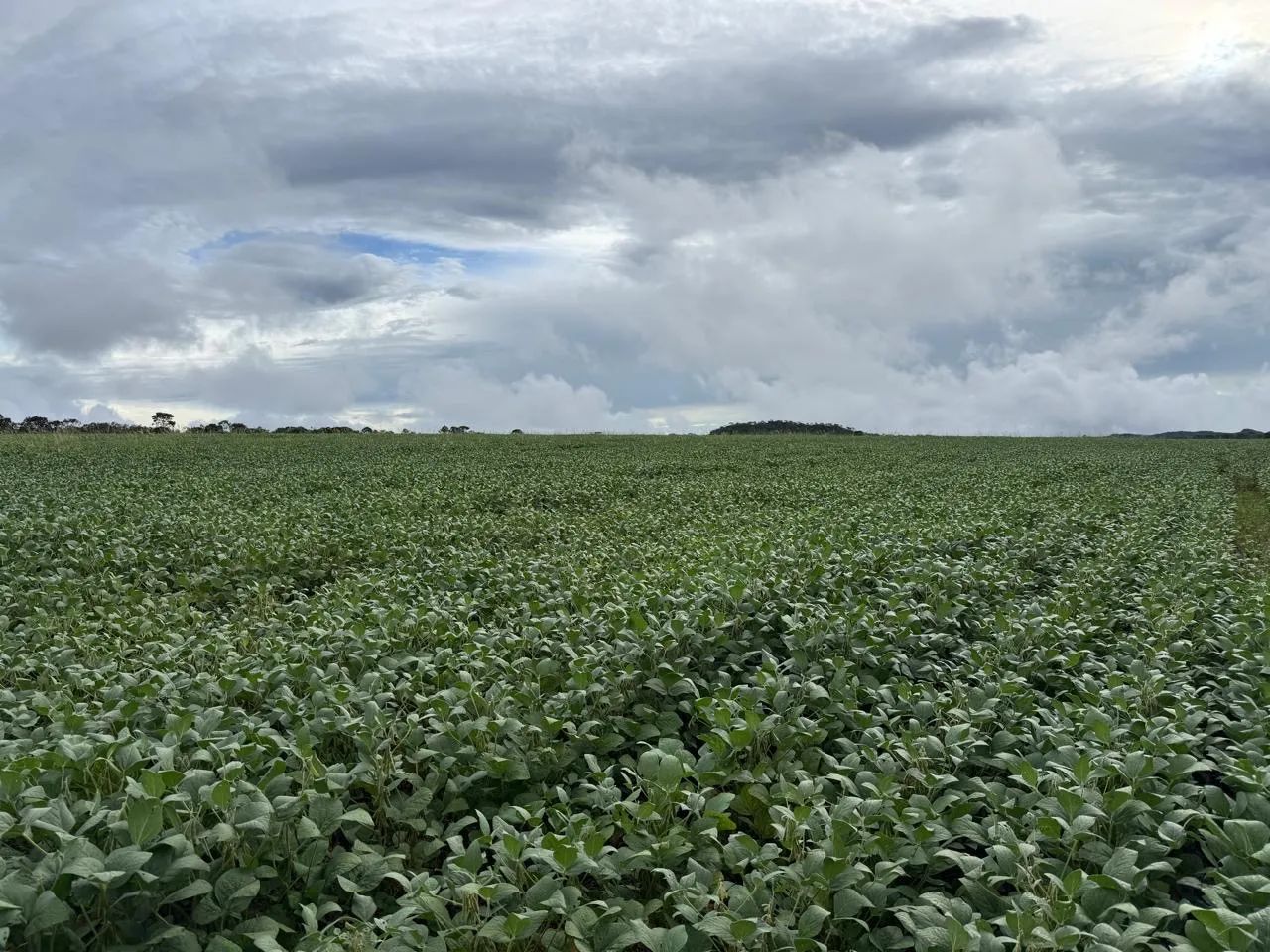 Arrendamento Fazenda SOJA - Foto 5