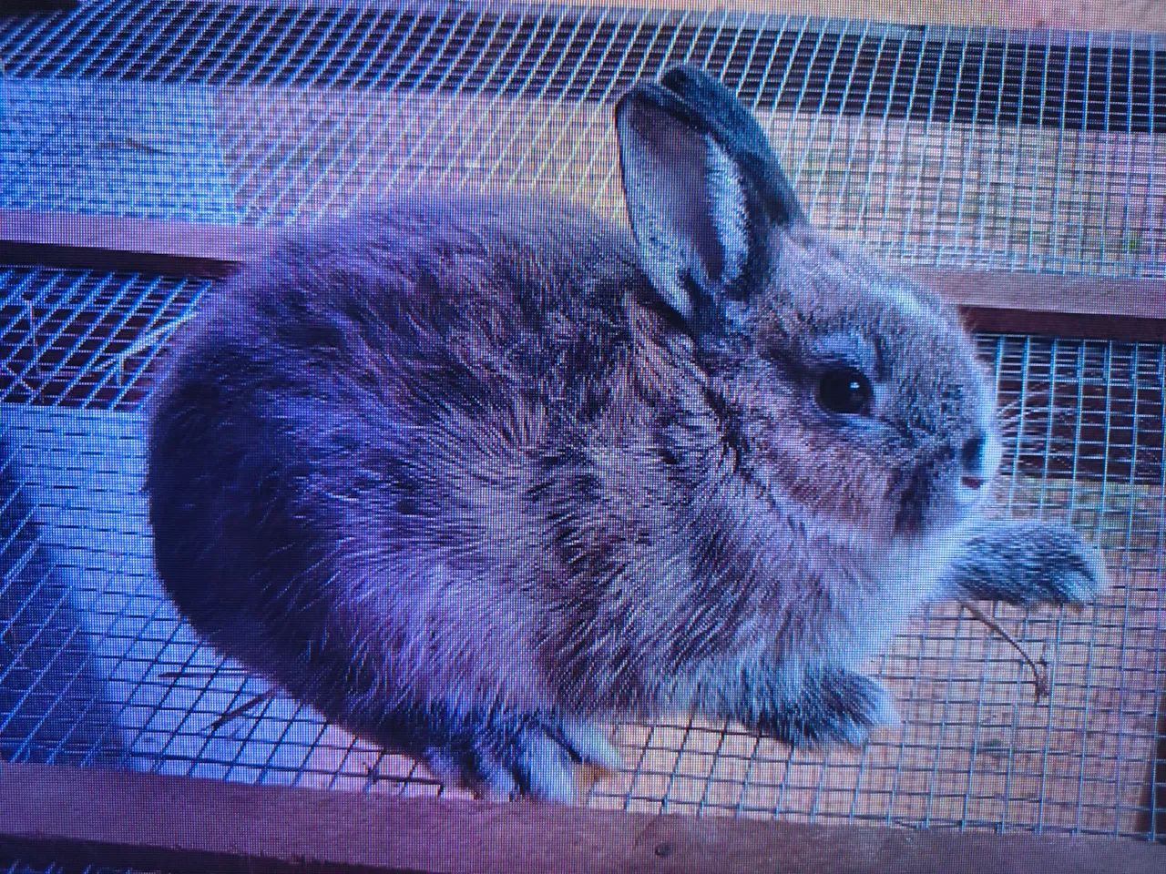 Vende se Coelho Netherland Dwarf - Foto 2