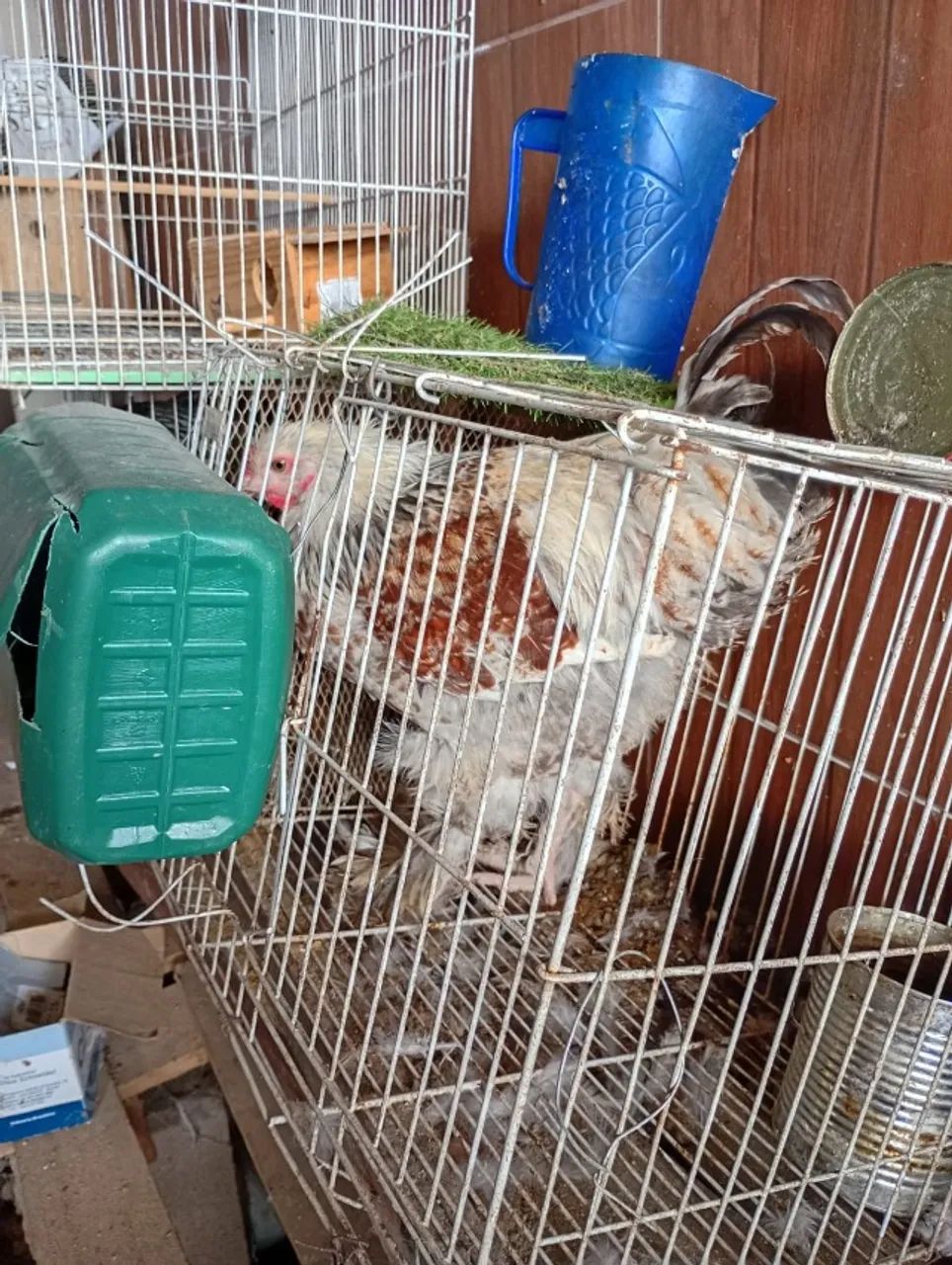 lindo frango brahma