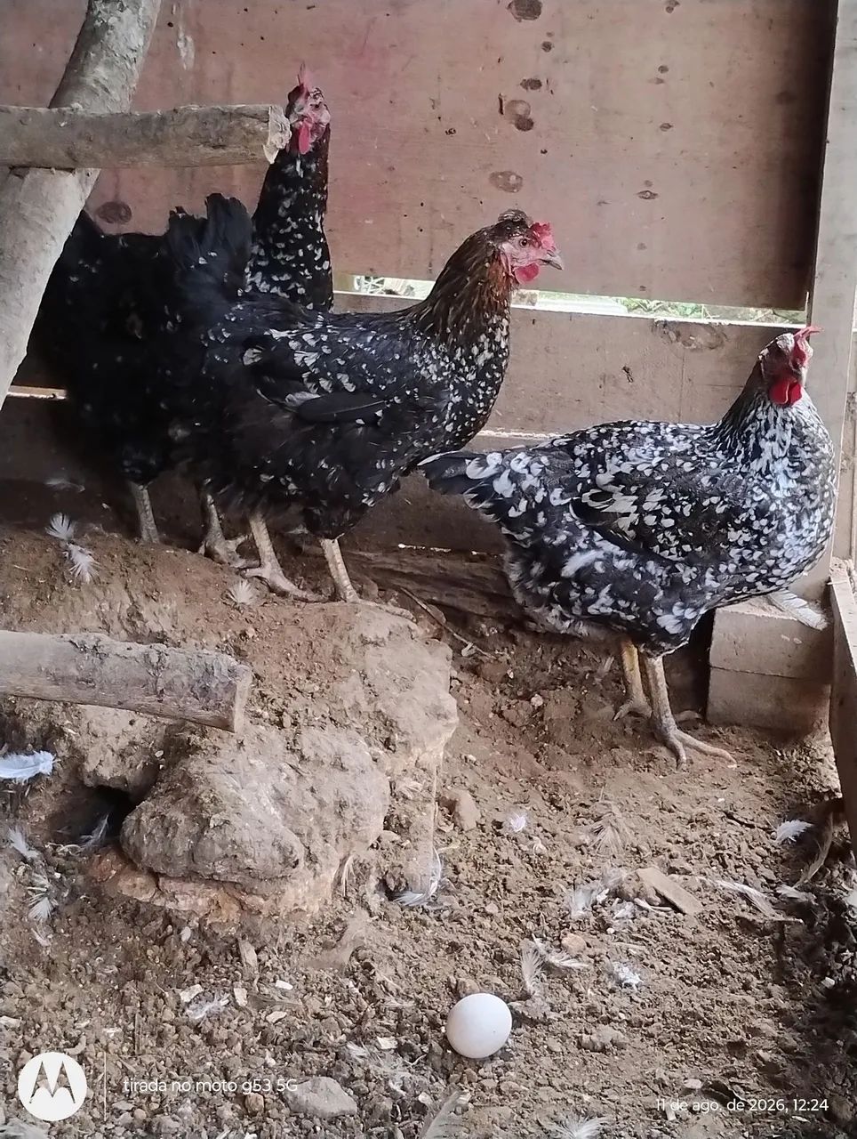 Ovos de GSB - Foto 4