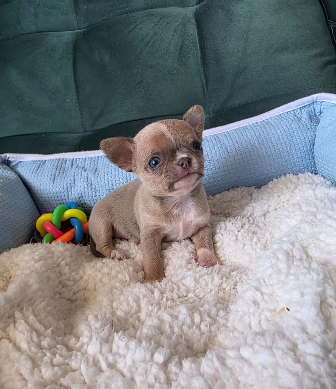 Chihuahua 