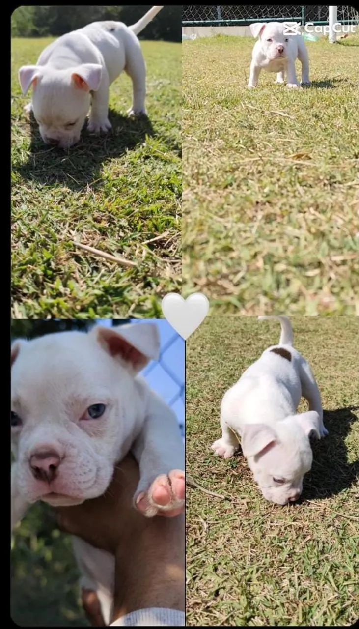 Cachorros  - Foto 2