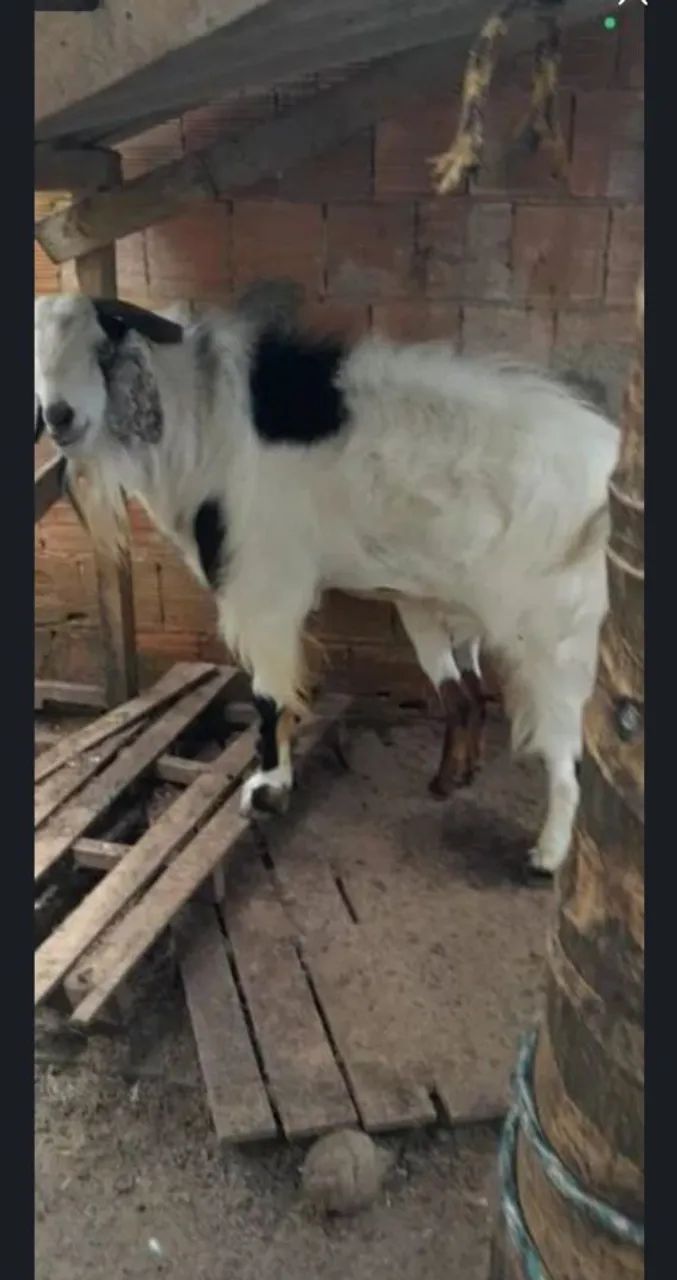 Bode reprodutor da raça anglonubiana , por R$2.000,00