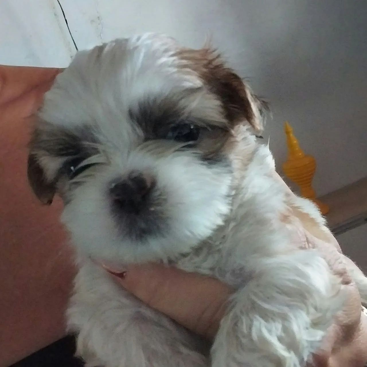 Shitzu Macho Disponível  - Foto 2