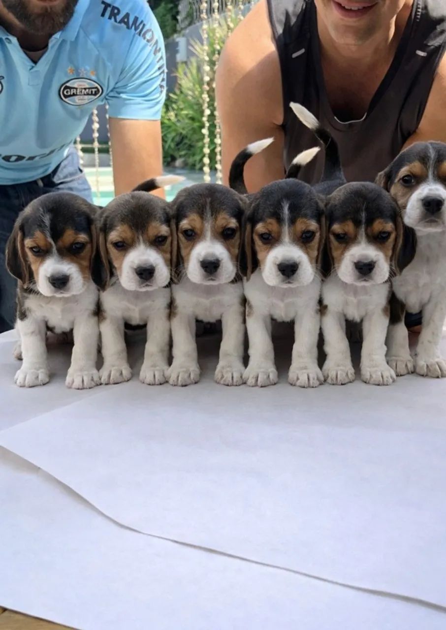 Beagles a pronta entrega