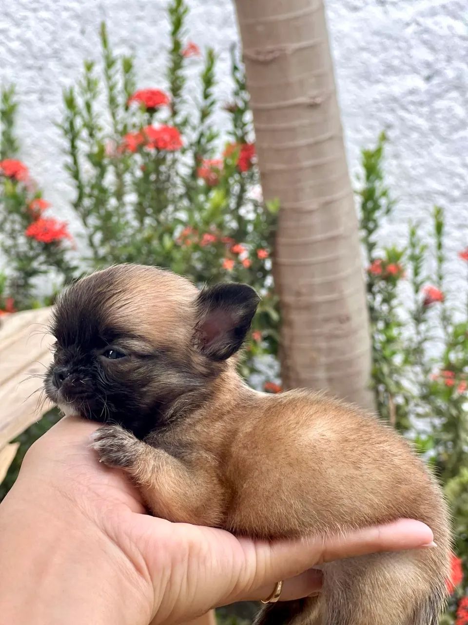 Chihuahua fêmea tamanho raridade na raça com documento 