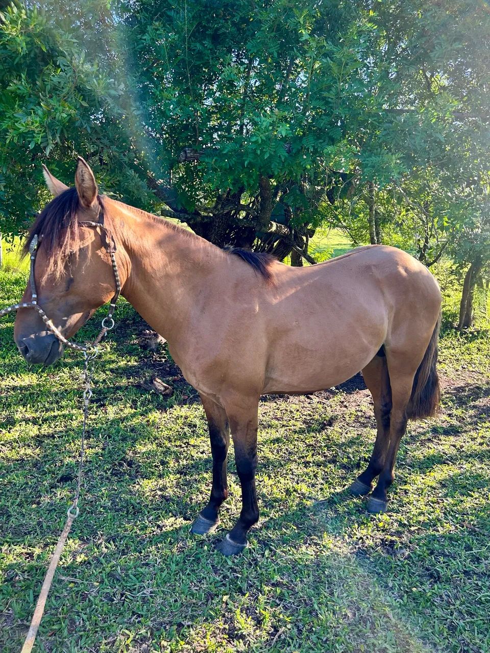 Potro crioulo - Foto 2