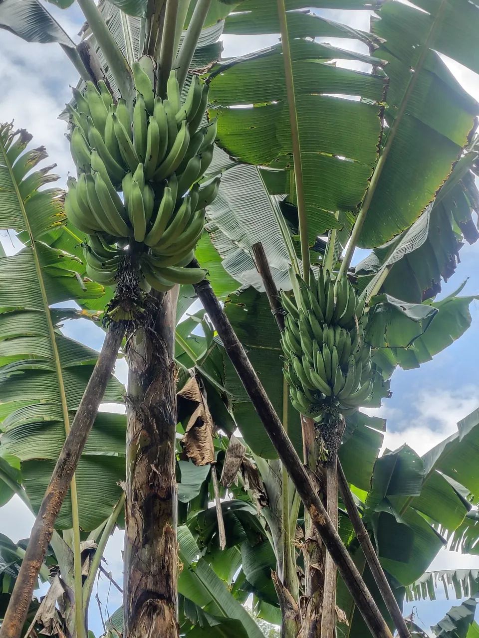 Muda de banana terra  - Foto 5