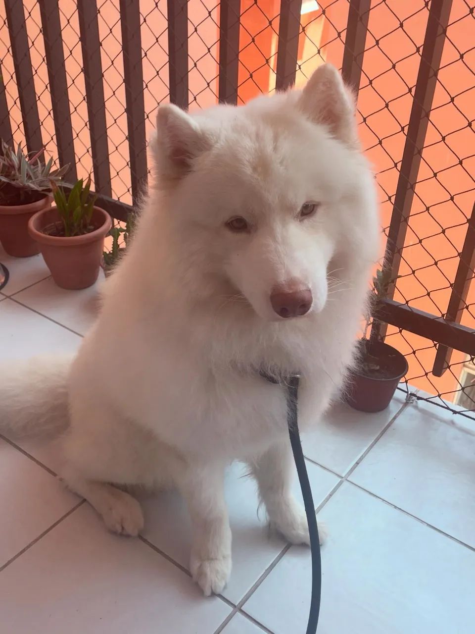 Husky Siberiano macho para reprodução  - Foto 4
