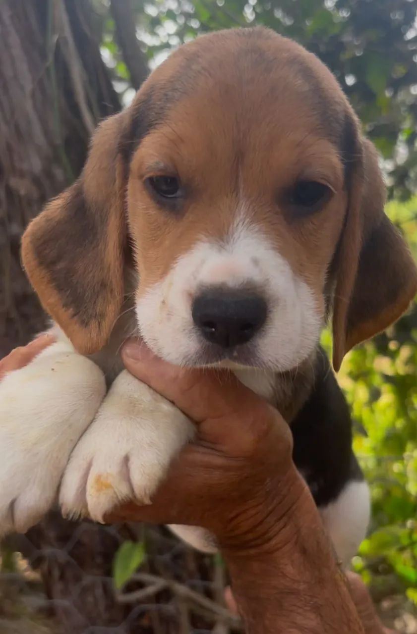 Maravilhosos beagles 