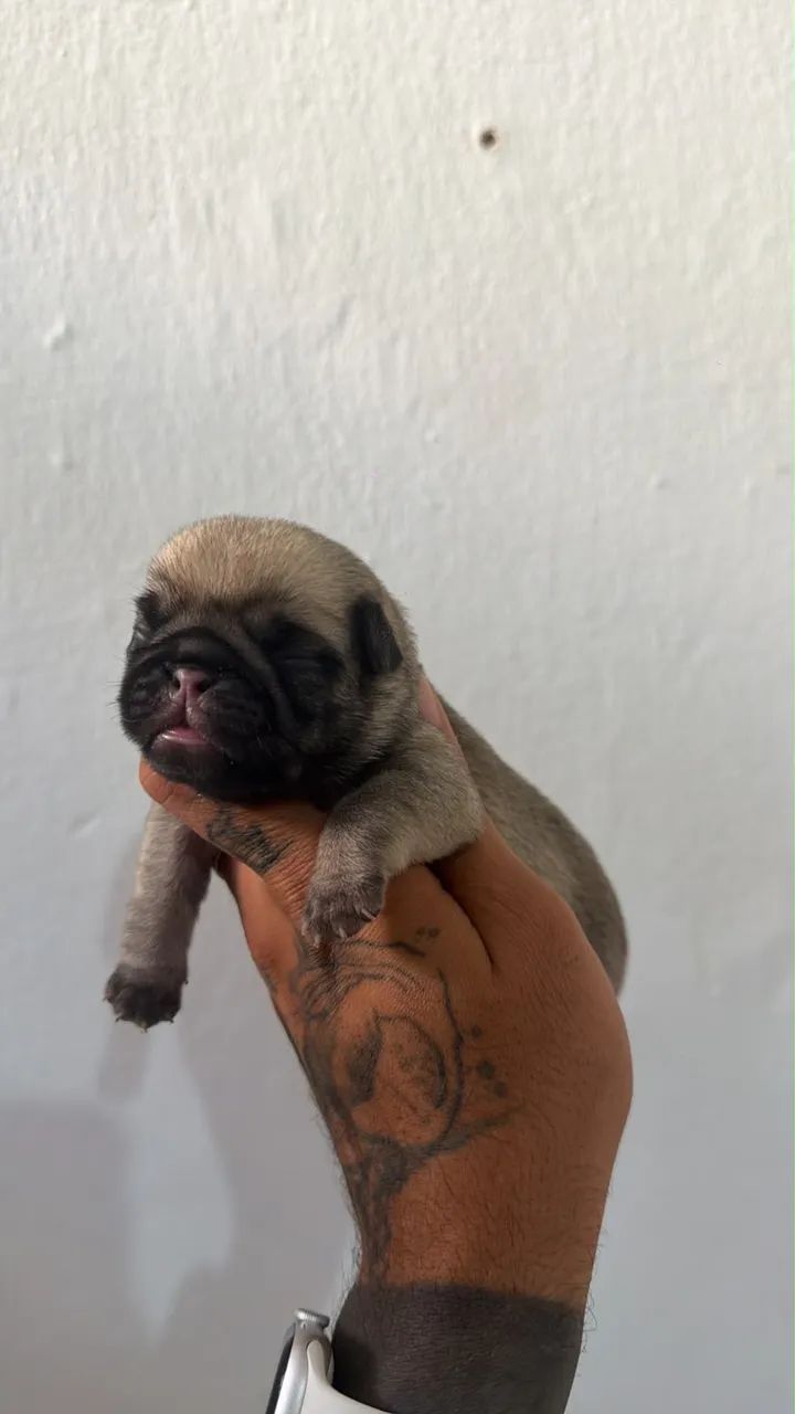 Pug - Foto 5