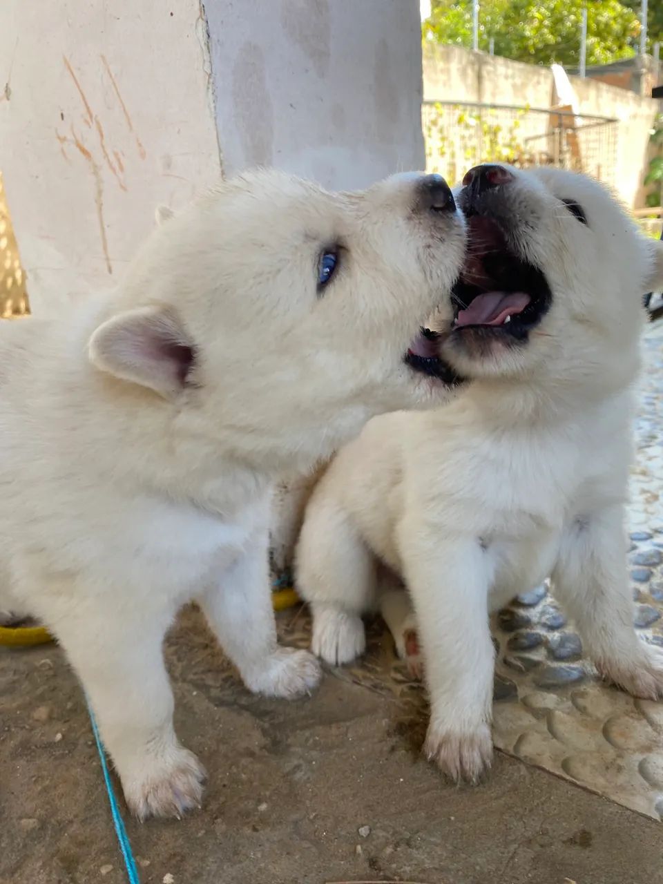 Husky siberiano - Foto 3