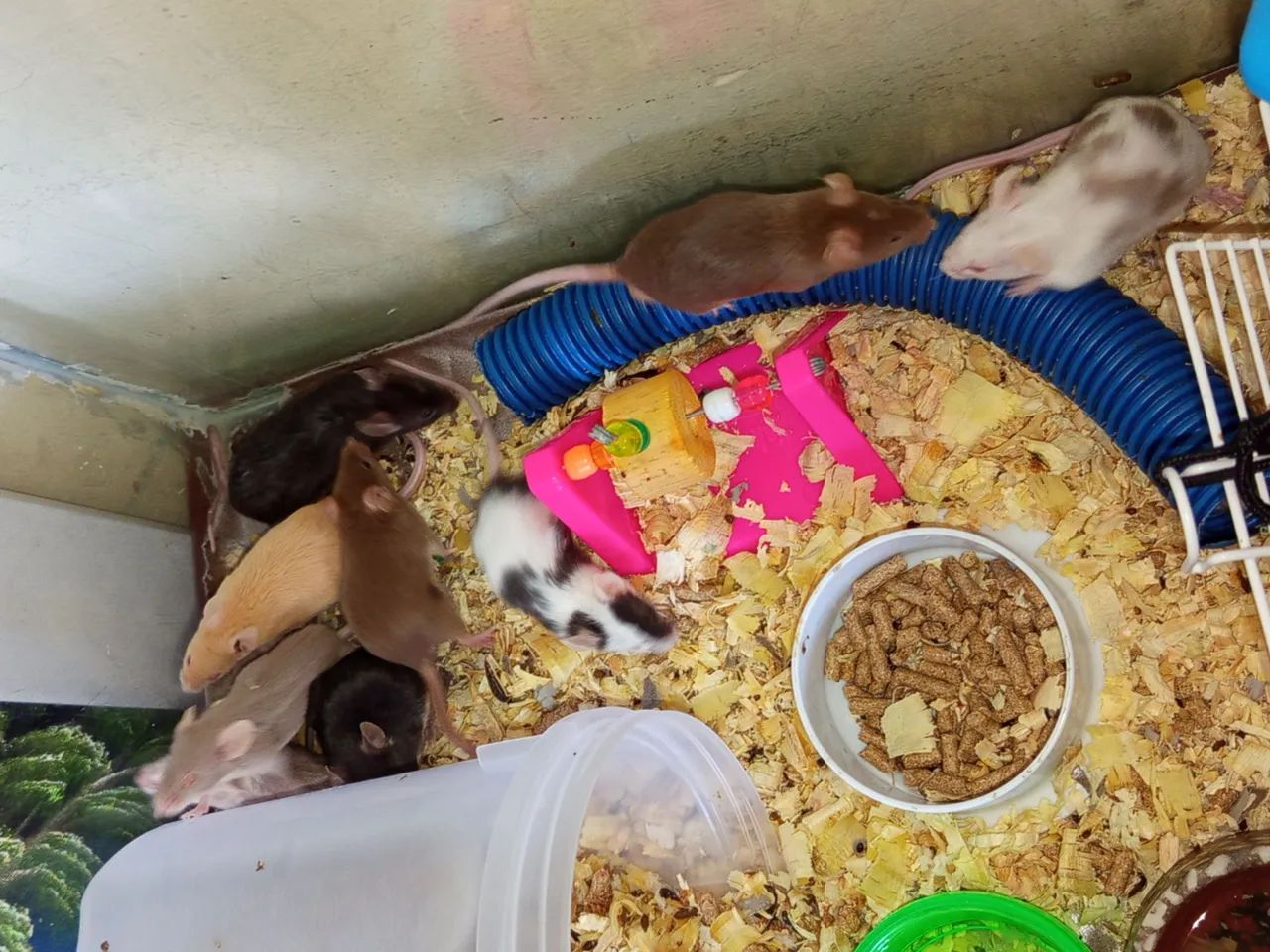 Topolinos65579480319617121