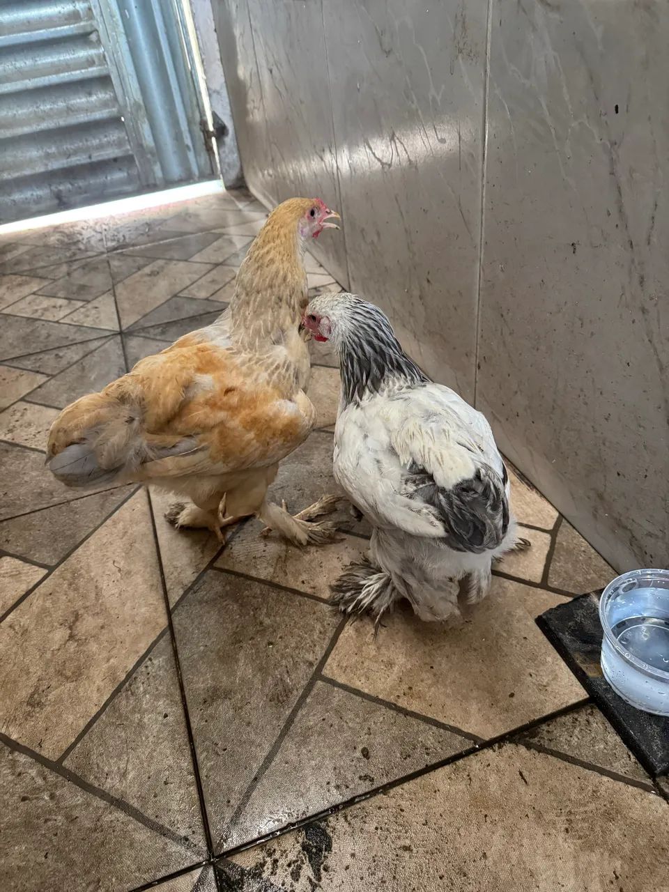 Pintos gsb e Brhama  - Foto 2